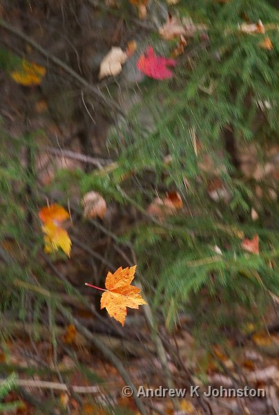 1008_40D_4326.jpg - I call this simply "Fall"! This isn't staged or faked in any way - just captured with my camera and lens set up as they would be for fast cars or planes, and a bit of patience. I'd much rather freeze motion than blur it into submission.